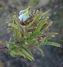 Cordylanthus rigidus flower